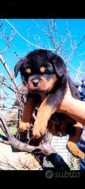 Cuccioli rottweiler pedigree