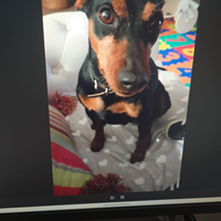 Pinscher nano per accoppiamento