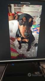 Pinscher nano per accoppiamento