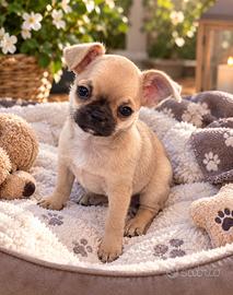 Cucciola Chihuahua Pedigree ENCI