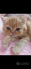 Gattino Persiano Esotico