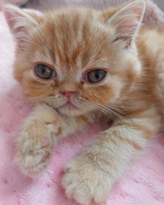 Gattino Persiano Esotico