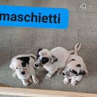 Setter inglese