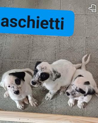 Setter inglese