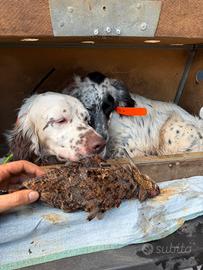 Setter inglese