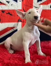 Bull Terrier Standard