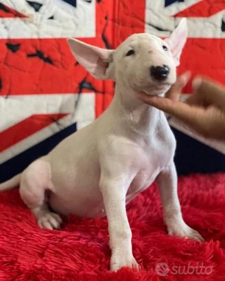 Bull Terrier Standard