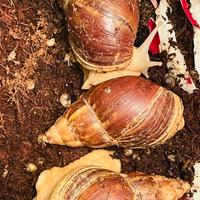 Lumache giganti africane