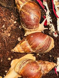 Lumache giganti africane