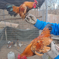 Galletti nani incrocio sebright per serama