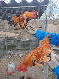 Galletti nani incrocio sebright per serama