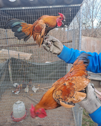 Galletti nani incrocio sebright per serama