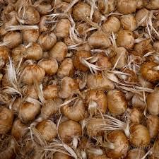 BULBI DI ZAFFERANO BIOLOGICI