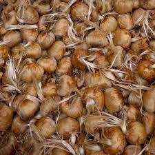 BULBI DI ZAFFERANO BIOLOGICI