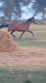 Trottatrice