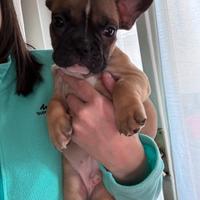 Disponibile cucciolo di bulldog francese