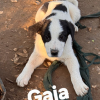 Gaia cucciola in adozione