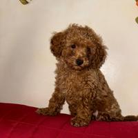 Sono un maschietto Toy red di 2 mesi