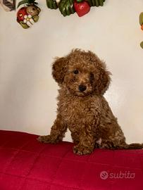 Sono un maschietto Toy red di 2 mesi