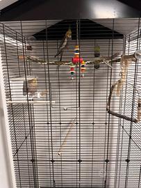 Coppia di Calopsiti (1 anno) a Pordenone