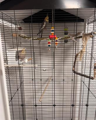 Coppia di Calopsiti (1 anno) a Pordenone