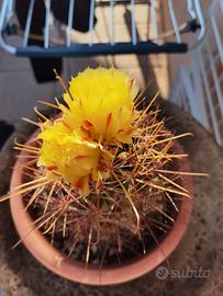 Cactus Ferocactus Hamatacantus  