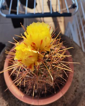 Cactus Ferocactus Hamatacantus  