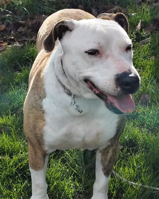 Amstaff mix in adozione