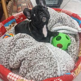 Bulldog francese