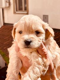 Teneri Barboncini nani