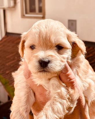 Teneri Barboncini nani