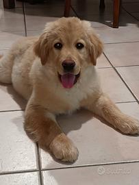 Labrador retriever cucciolo