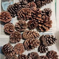 Pigne naturali per arredo e hobbistica