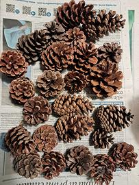 Pigne naturali per arredo e hobbistica