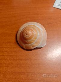 conchiglia da collezione o ornamento 
