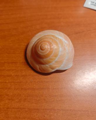 conchiglia da collezione o ornamento 