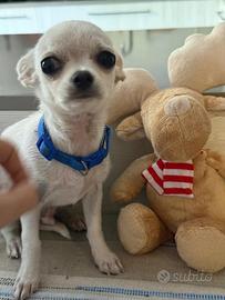 Chihuahua