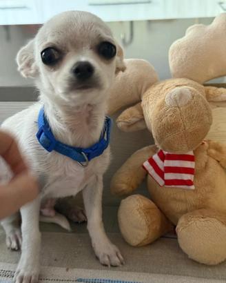 Chihuahua
