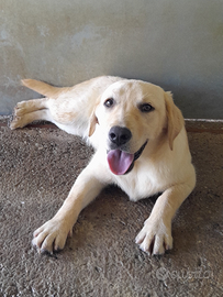 Labrador Retriever Gialla
