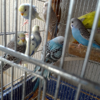 Cocorite svendita totale