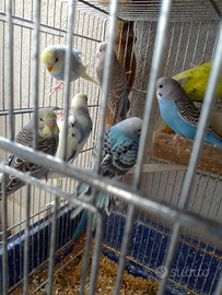 Cocorite svendita totale