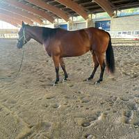 Splendida Cavalla Quarter Horse