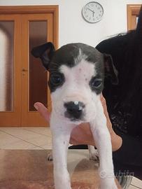 Cuccioli american staffordshire terrier