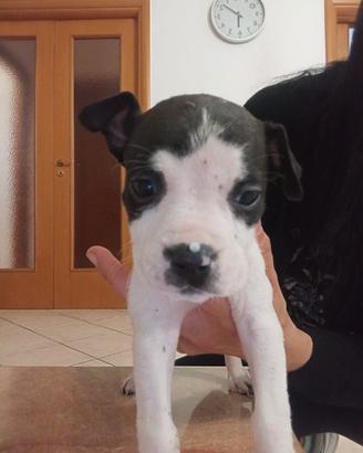 Cuccioli american staffordshire terrier