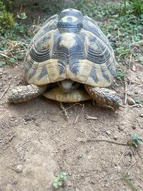 Tartaruga femmina