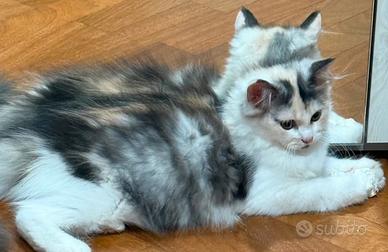 Gatto Persiano FEMMINA