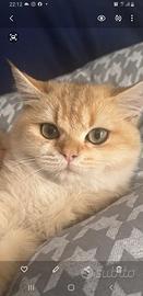 Gattino British shorthair blackout golden chincill