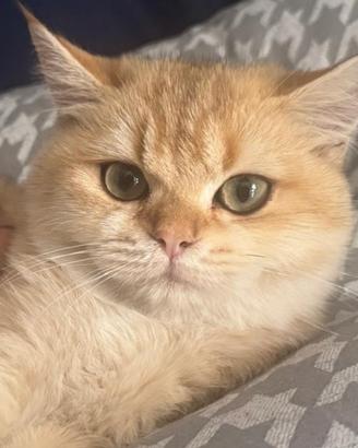 Gattino British shorthair blackout golden chincill