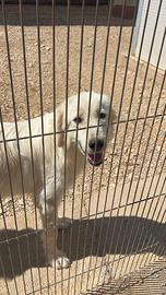 Cucciolone simil golden retriever in canile