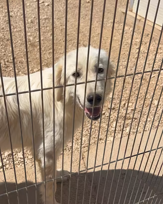 Cucciolone simil golden retriever in canile